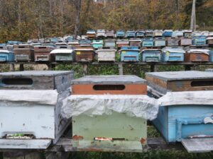 KASTAMONU (AA) – BİLAL KAHYAOĞLU – Kastamonu'nun özellikle sahil ilçelerinde