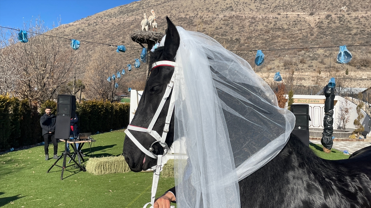 Kayseri'de çiftliğin yeni üyesi atlara “düğün” yaptılar