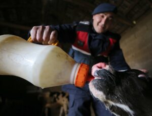 KIRKLARELİ (AA) – Kırklareli'nin Vize ilçesinde ormanlık alanda yeni doğmuş