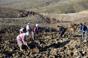 MANİSA (AA) – Manisa'nın Demirci ilçesinde, yöre halkına gelir sağlaması