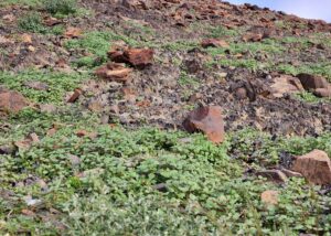 İSTANBUL (AA) – Suudi Arabistan'da şiddetli yağışların ardından Mekke'deki dağlar
