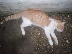 MUĞLA (AA) – Muğla'nın Datça ilçesinde havalı tüfekle kedilere ateş