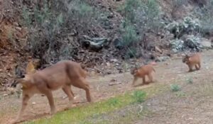 MUĞLA (AA) – Muğla'da nesli tükenme tehlikesi altındaki karakulak ve