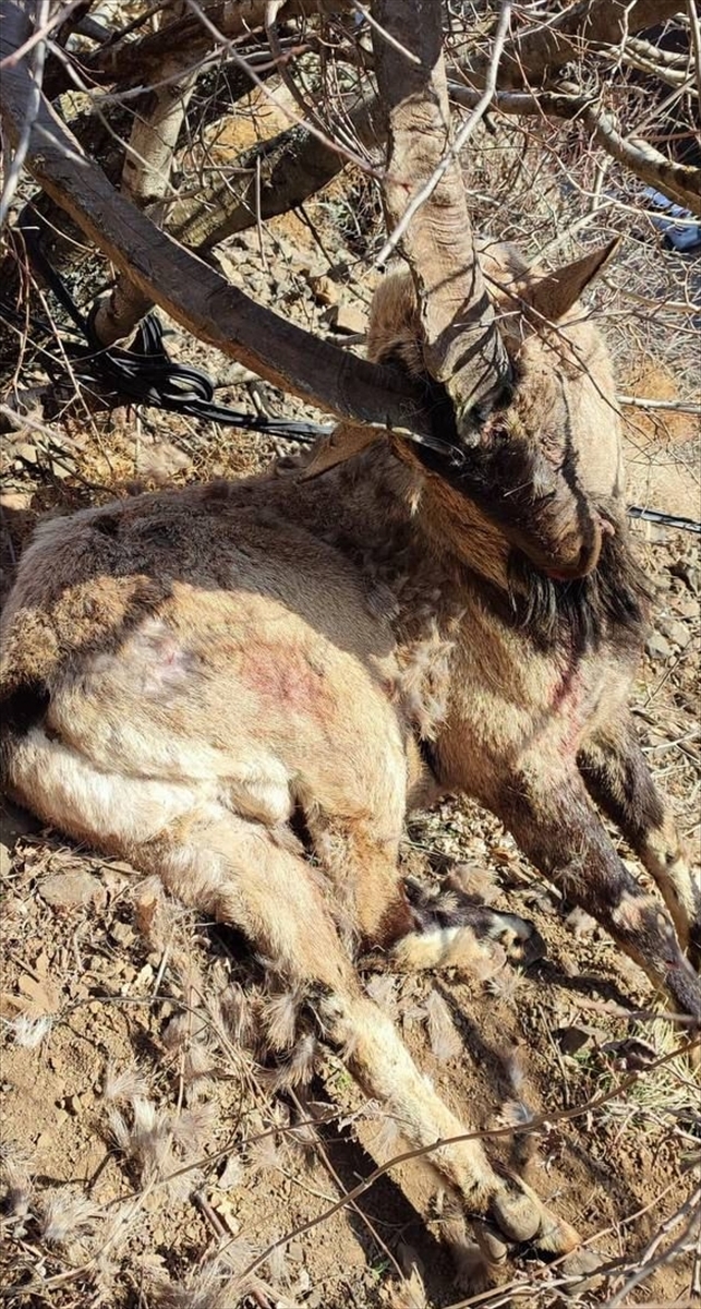 Tunceli’de koruma altındaki yaban keçisini öldüren kaçak avcılar aranıyor
