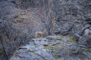 TUNCELİ (AA) – Tunceli'de koruma altında olan yaban keçileri, Munzur