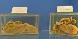 ANTALYA (AA) – Antalya Büyükşehir Belediyesi Deniz Biyoloji Müzesi'nde sergilenme