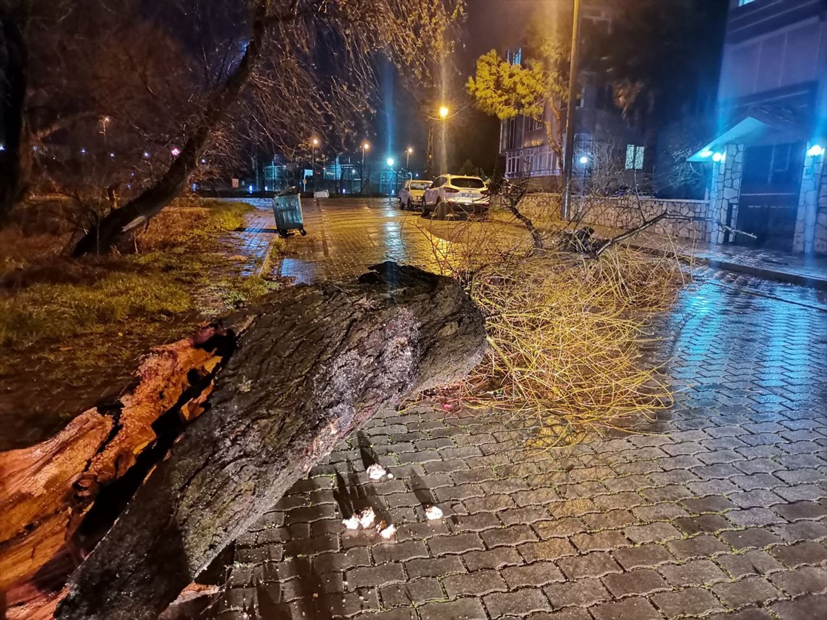Bandırma'da fırtına ağaçları devirdi, tabelaları uçurdu
