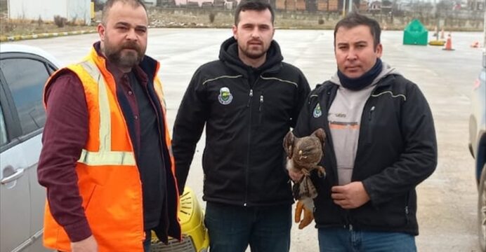 Bursa'da otobüse çarpıp yaralanan şahini kamyon sürücüsü kurtardı