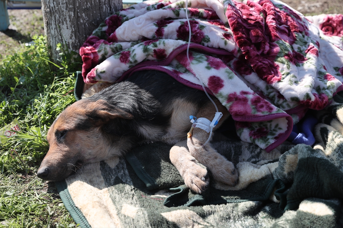 Hatay'da enkaz altından 55 saat sonra bir köpek kurtarıldı