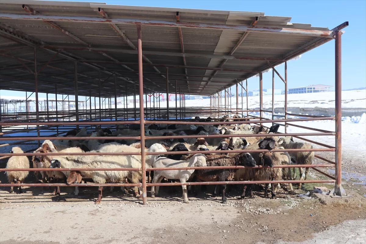 Karaman'da 183 küçükbaş deprem bölgesine yardım için satıldı