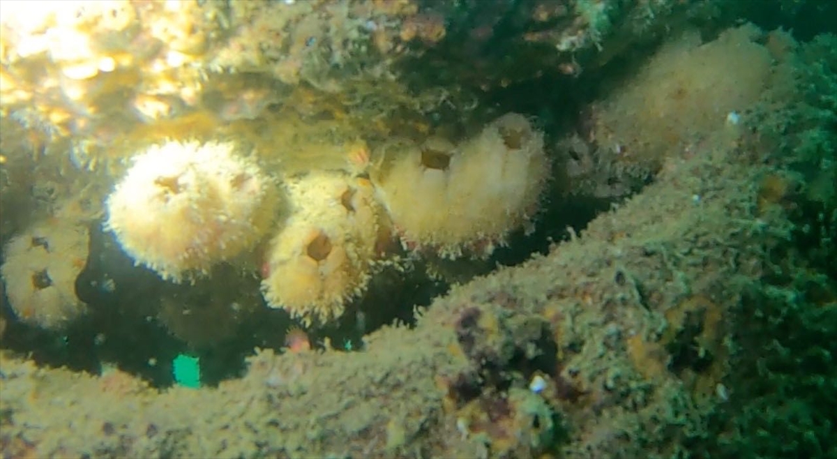 Mersin'deki yapay resifler deniz canlılarına yuva oldu