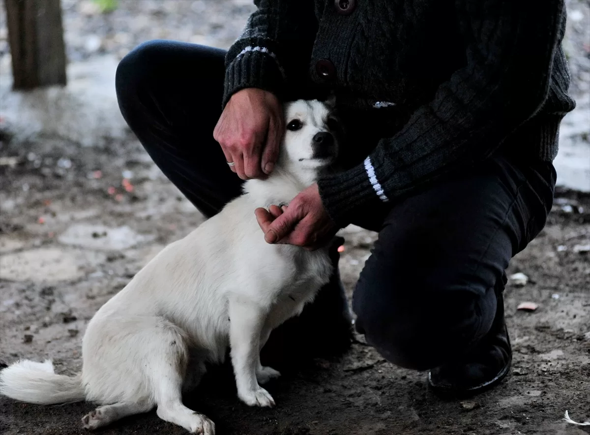 Ormanlık alanda bulduğu felçli köpeğe tesisat borularıyla yürüteç yaptı