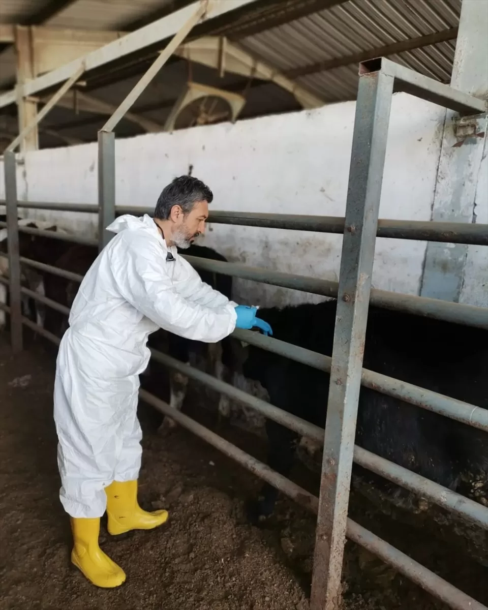 Adana'da büyükbaş hayvanlara şap aşısı yapılıyor