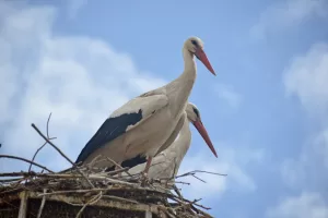 AĞRI (AA) – Sonbaharda sıcak bölgelere göç eden leylekler, havanın