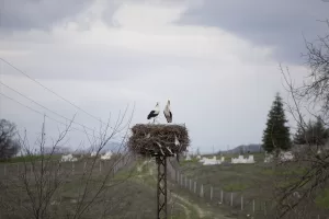 TUNCELİ (AA) – Tunceli'de her bahar yolu gözlenen leylekler, önceki
