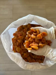 MUĞLA (AA) – Bodrum Belediyesinin, Kahramanmaraş merkezli 6 Şubat'taki depremlerden