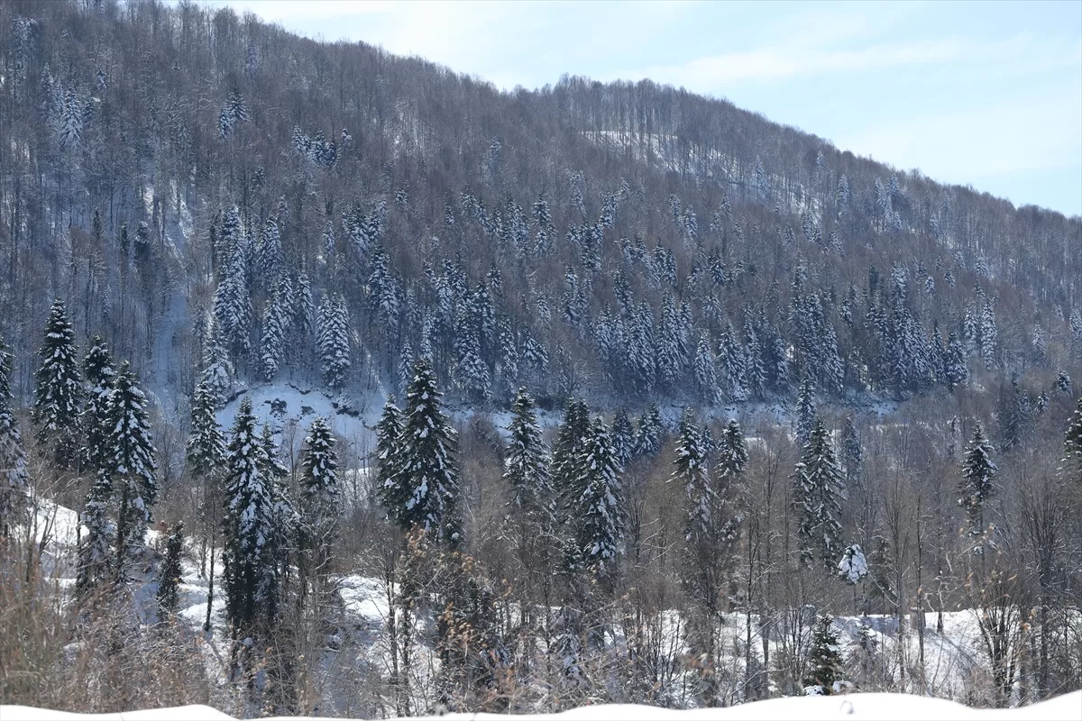 Çam Dağı'nda karla kaplanan ormanlar havadan görüntülendi