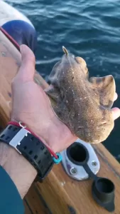 - Balıkçılar, anne ve 7 yavru köpek balığını denize geri