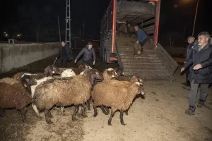 ERZURUM (AA) – Hatay'da, Kahramanmaraş merkezli 6 Şubat'taki depremlerde hayvanları