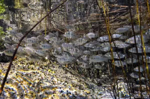 ESKİŞEHİR (AA) – DENİZ AÇIK – Sakarya Nehri'nin doğduğu Eskişehir'in