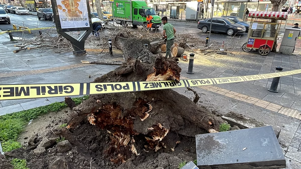 Fatih'te devrilen ağacın altında kalan 2 araçta hasar oluştu