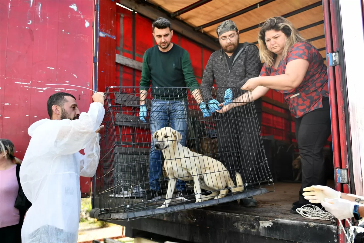 Hatay'da depremde yaralanan 12 köpek Antalya'da tedavi ediliyor