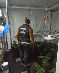 İZMİR (AA) – İzmir'in Çeşme ilçesinde evlerinde kurdukları serada Hint