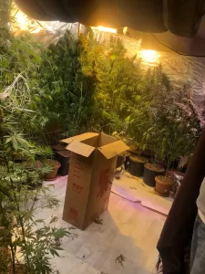 İZMİR (AA) – İzmir'in Torbalı ilçesinde evinde kurduğu düzenekle Hint