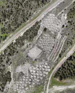 İZMİR (AA) – İzmir'de yürütülen projede araziye açılan baklava ve