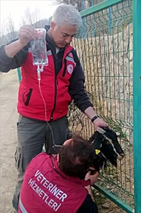 MUŞ (AA) – Kahramanmaraş'ın Nurhak ilçesinde, depremlerin ardından yürütülen arama