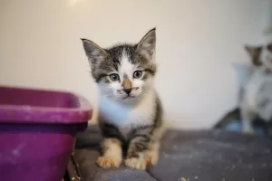 KAHRAMANMARAŞ (AA) – ALİ RIZA AKKIR / TUNAHAN AKGÜN –