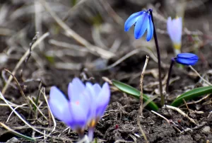 KARS (AA) – Türkiye’nin en yüksek yerleşim yerlerinden 2 bin
