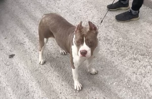 KONYA (AA) – Konya'da çalınan iki pitbull cinsi köpeği için