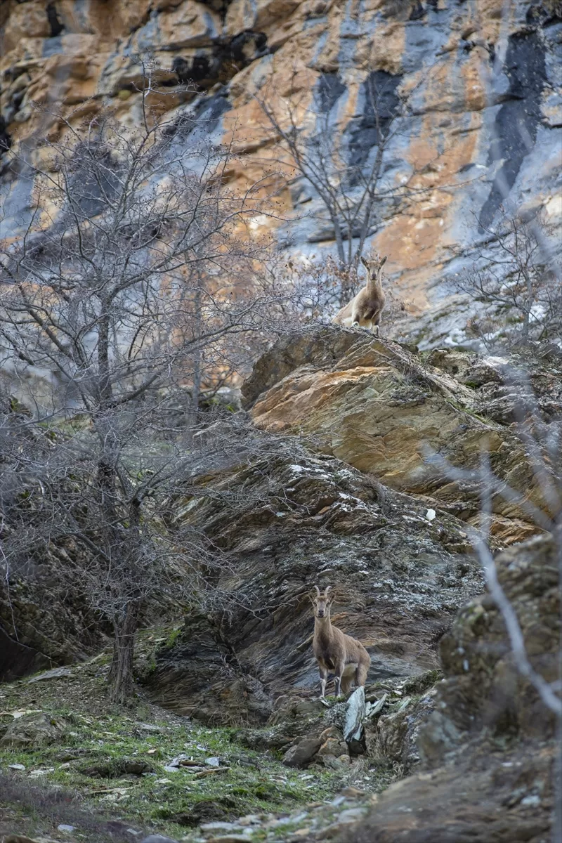 Koruma altındaki yaban keçileri Tunceli dağlarında beslenirken görüntülendi