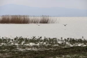 BALIKESİR (AA) – Balıkesir'in Bandırma ve Manyas ilçeleri sınırları içindeki