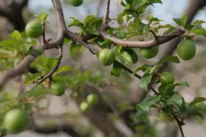 MERSİN (AA) – Mersin'in Mut ilçesinde hasadına başlanan örtü altı