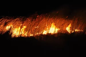 MERSİN (AA) – Silifke'deki Uluslararası Ramsar Sözleşmesi ile koruma altında