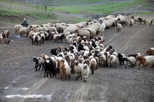 MUŞ (AA) – Türkiye'nin önemli hayvancılık merkezlerinden Muş'ta bu yıl