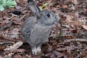 ORDU (AA) – Fatsa'da bulunan yaban tavşanı, doğal yaşam alanına