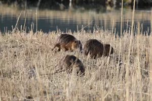 IĞDIR (AA) – Ağrı Dağı eteklerinin Iğdır sınırlarındaki sulak alanda