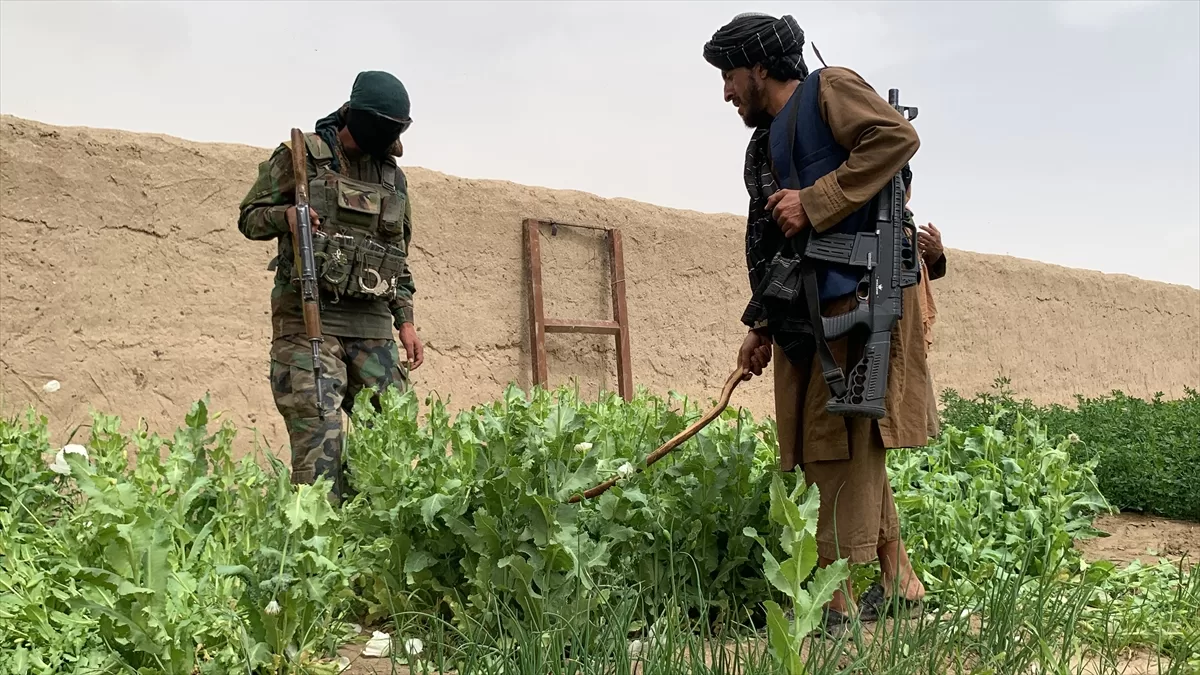 Taliban, Afganistan'da kenevir ekimini yasakladı