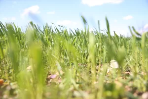 KIRKLARELİ (AA) – Türkiye'nin önemli tarımsal üretim merkezlerinden Trakya'da son