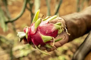 TUNUS (AA) – MEHMET AKİF TURAN/YUSRA VENNAS – Tunuslu çiftçiler,
