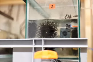 ​​​​​​​İSTANBUL (AA) – GÜLSELİ KENARLI – Okyanus asitlenmesi, mikroplastik ve