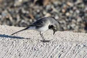 IĞDIR (AA) – Afrika ve Rusya arasındaki mola noktası Iğdır'daki