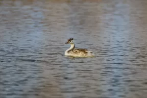 IĞDIR (AA) – Ağrı Dağı'nın eteğindeki Karasu sulak alanında bahri