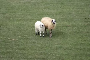 AĞRI (AA) – Ağrı'da kış mevsiminde aylarca ahırlarda kalan koyunlar,