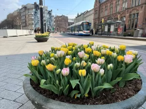 AMSTERDAM (AA) – Amsterdam'ın birçok noktasına yerleştirilen yüz binlerce lale,