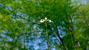 KIRKLARELİ (AA) – Trakya'nın Karadeniz kıyılarındaki meşe ve çam ağaçlarıyla