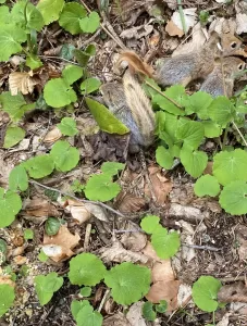 BOLU (AA) – Bolu'da jandarmanın denetim yaptığı yolcu otobüsünde bulunan